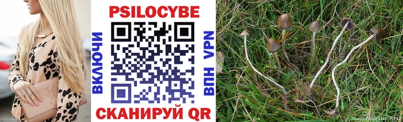 Купить где Кизляр Псилоцибиновые грибы Cubensis